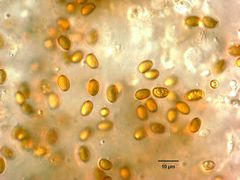 Pholiota nubigena