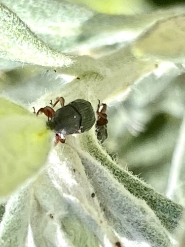 iNaturalist observation photo of Beetles