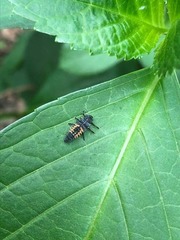 Harmonia axyridis