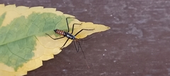 Zelus leucogrammus