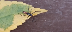Zelus leucogrammus