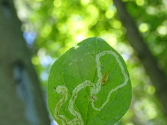 Aulagromyza hendeliana