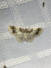 Hydrelia condensata