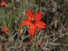 Silene laciniata laciniata