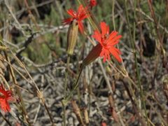 Silene laciniata laciniata
