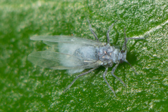 Eriosomatinae