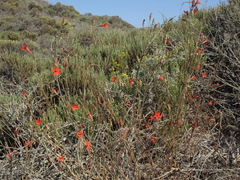 Silene laciniata laciniata