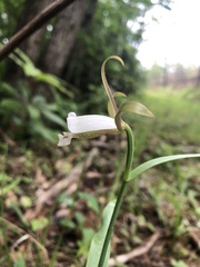 Cleistesiopsis bifaria