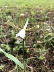 Cleistesiopsis bifaria