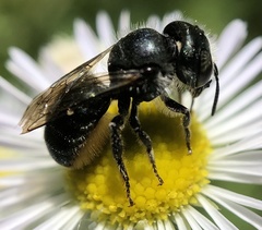 Osmia georgica