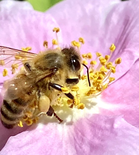 iNaturalist observation photo of Western Honey Bee