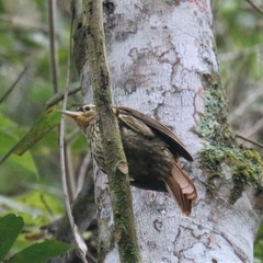 Cichlocolaptes leucophrus