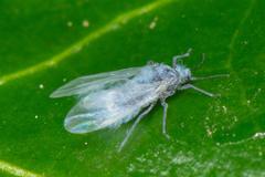 Eriosomatinae