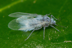 Eriosomatinae