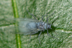 Eriosomatinae
