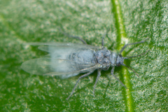 Eriosomatinae