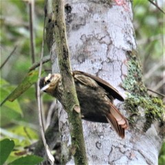 Cichlocolaptes leucophrus