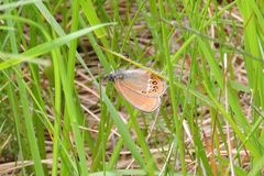 Coenonympha hero
