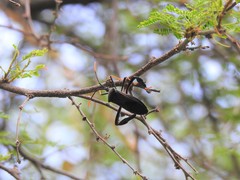 Acanthocephala thomasi