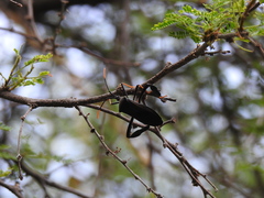 Acanthocephala thomasi