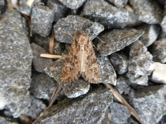 Mesapamea fractilinea