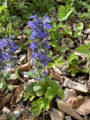 Ajuga genevensis