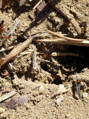 Dorymyrmex bicolor