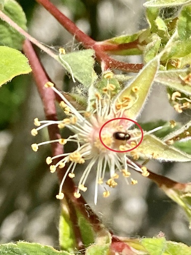 iNaturalist observation photo of Beetles