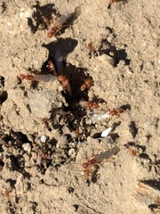 Dorymyrmex bicolor
