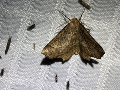 Euchlaena tigrinaria