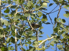 Turdus pilaris