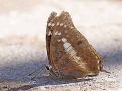 Charaxes brainei