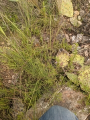 Schedonnardus paniculatus