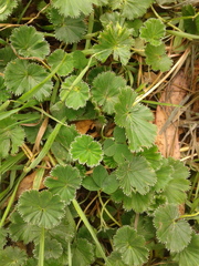 Alchemilla orbiculata