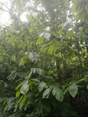 Asimina triloba