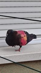 Columba livia domestica