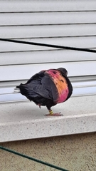 Columba livia domestica