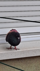 Columba livia domestica