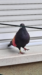 Columba livia domestica