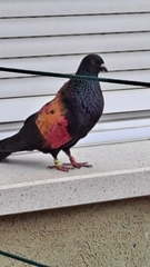 Columba livia domestica