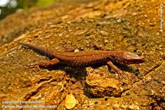 Lepidophyma smithii