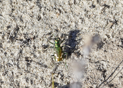 Cicindela decemnotata