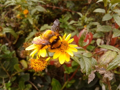 Bombus hortulanus