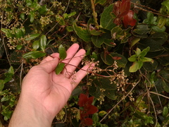 Valeriana clematitis