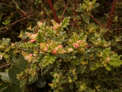 Weinmannia tomentosa