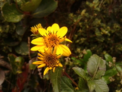 Bidens rubifolia