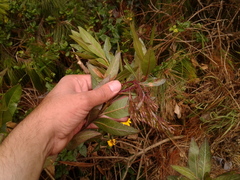 Ageratina baccharoides