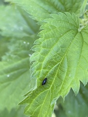 Aphis fabae solanella