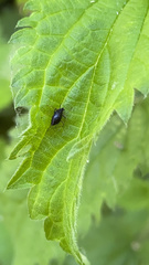 Aphis fabae solanella