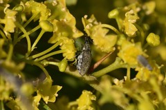 Mycterus curculioides